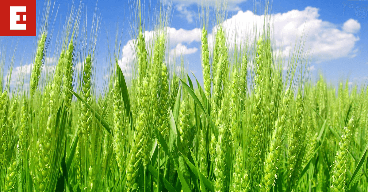 wheat earlham institute