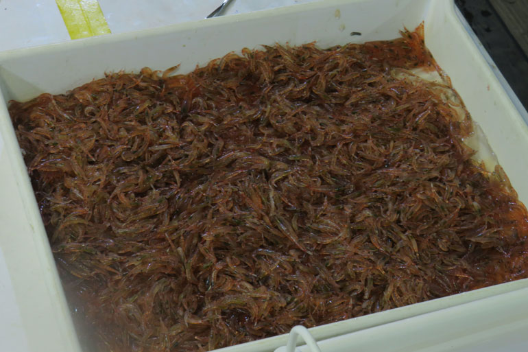 Sorting the krill by species Sorting the krill by species