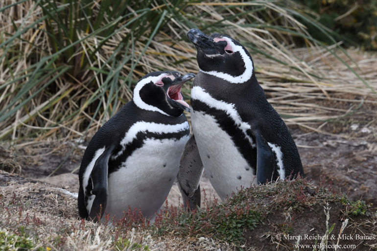 Magellanic Penguins at Gypsy Cove, Port Stanley, Falkland Islands Magellanic Penguins at Gypsy Cove, Port Stanley, Falkland Islands