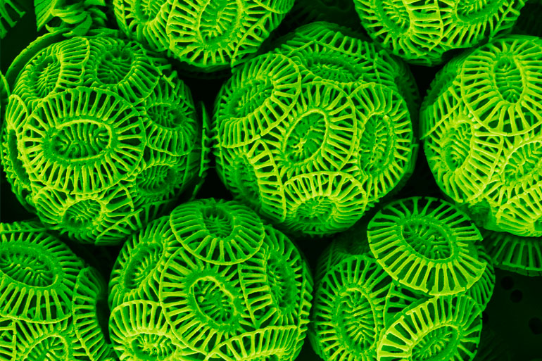 coccolithophores coccolithophores
