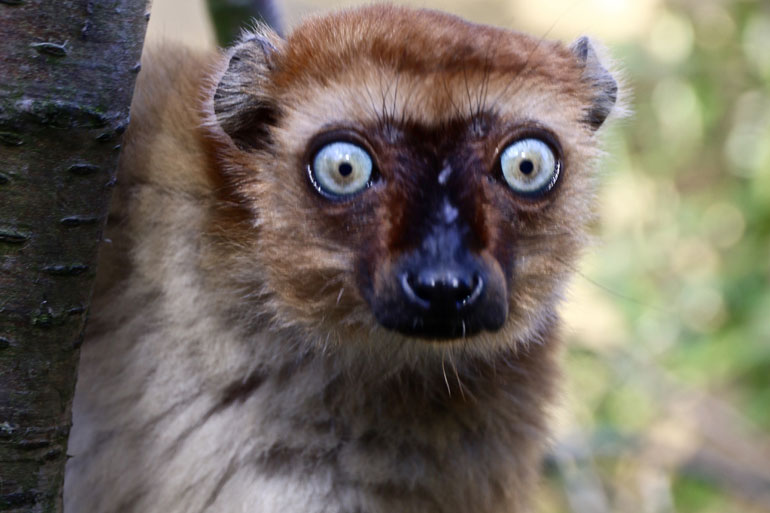 Brown lemur Brown lemur