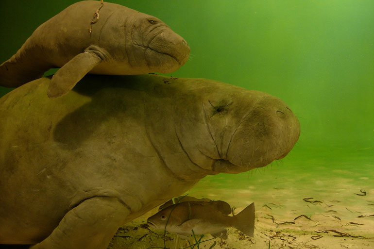 Amazonian Manatee with her calf