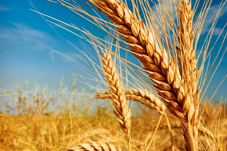 Commodity Market Review : Wheat Futures Peaked Amid Wet Weather Concerns