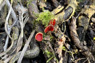 Image of fungi called Scarlet Elf Cup - small bright bred cup-shaped fungi growing amongs leaves and debri on the floor