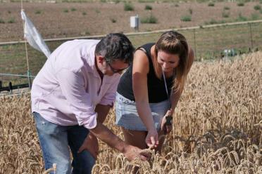 Anthony Hall and Laura-Jayne Gardiner inspecting a wheat field