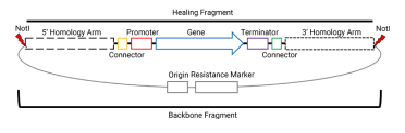 Diagram showing the plasmid assembly discussed in the text above with the Notl sites indicated before the 5' homology arm and after the final 3' homology arm.
