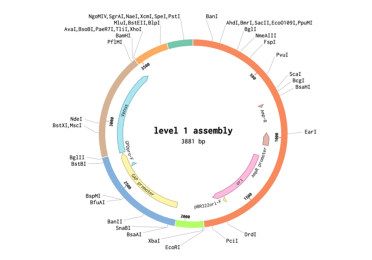 A visualisation of the level 1 assembly