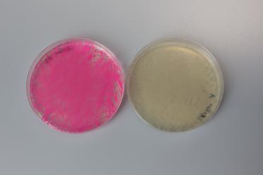 Two petri dishes, the left shows an unsucessful assembly as scarlet is present - the petri dish is a bright pink colour. The right shows a successful assembly and is a cream colour.
