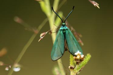 The green forester moth, Adscita statices