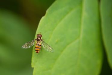 Close up marmalade hoverfly
