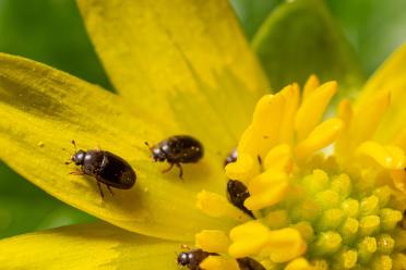 The pollen beetle, Brassicogethes sp