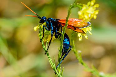 10 surprising things you might not know about evolution tarantula hawk wasp 770