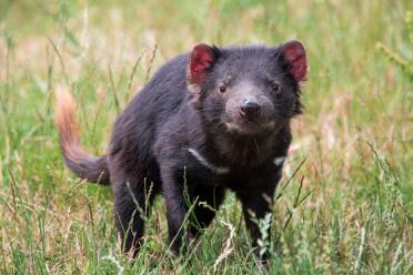 Conservation genomics tasmanian devil