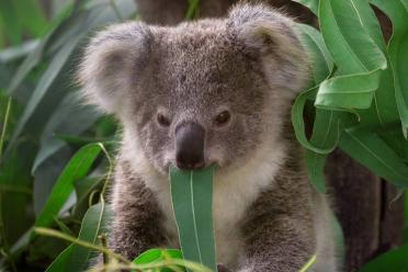 Non human genome koala 770