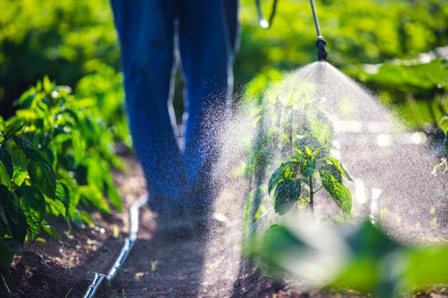 Farmer spraying pesticides over their vegetable crops.