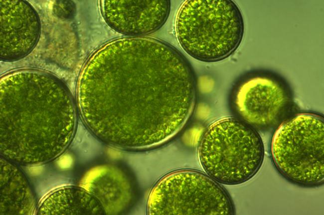 Microscopic image of microalgae cells