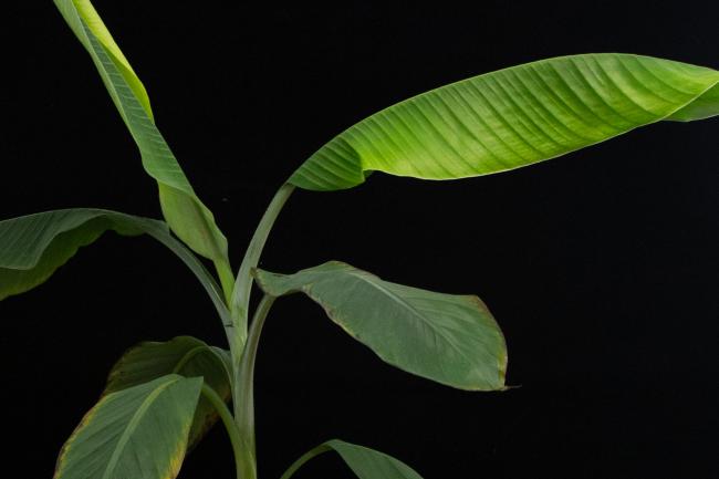 Banana plant photographed against a black backdrop