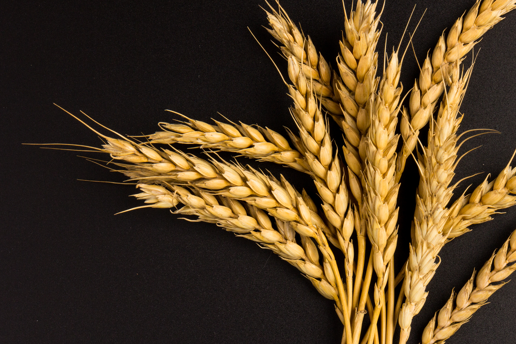 Global wheat diversity mapped in huge international collaboration Global wheat diversity mapped in huge international collaboration