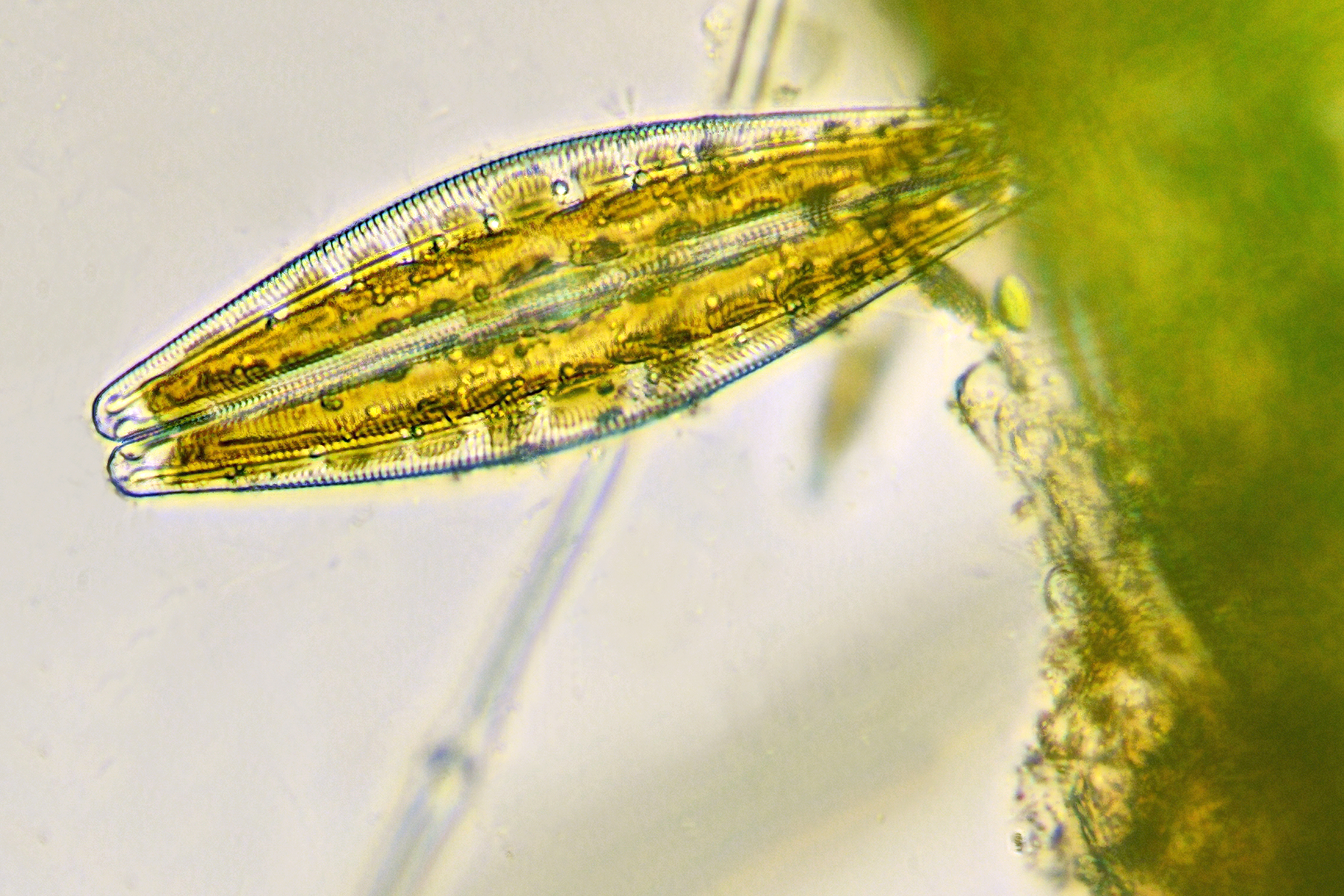 Researchers to explore the genetics of carbon-capturing algae Researchers to explore the genetics of carbon-capturing algae