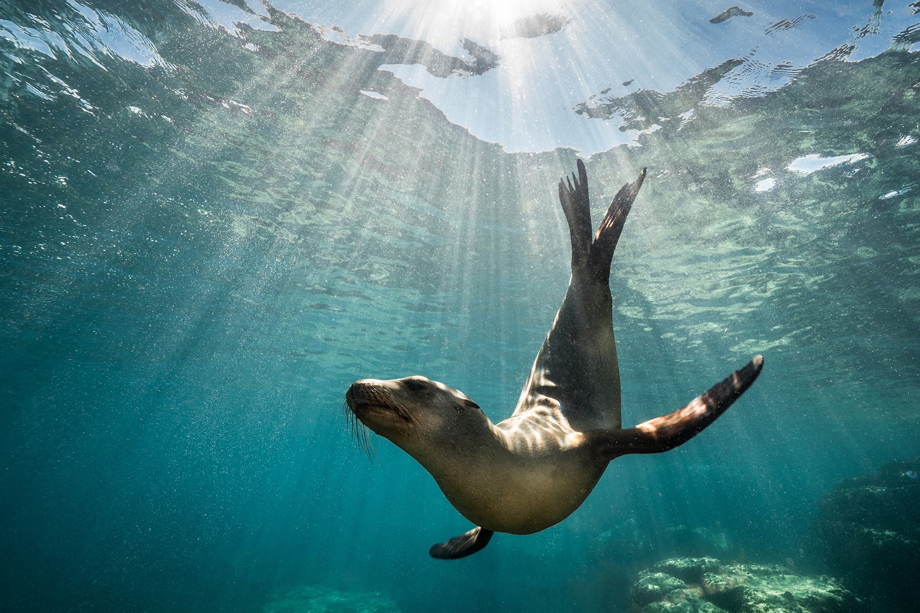 240 mammal genomes open for all in groundbreaking collaboration 240 mammal genomes open for all in groundbreaking collaboration