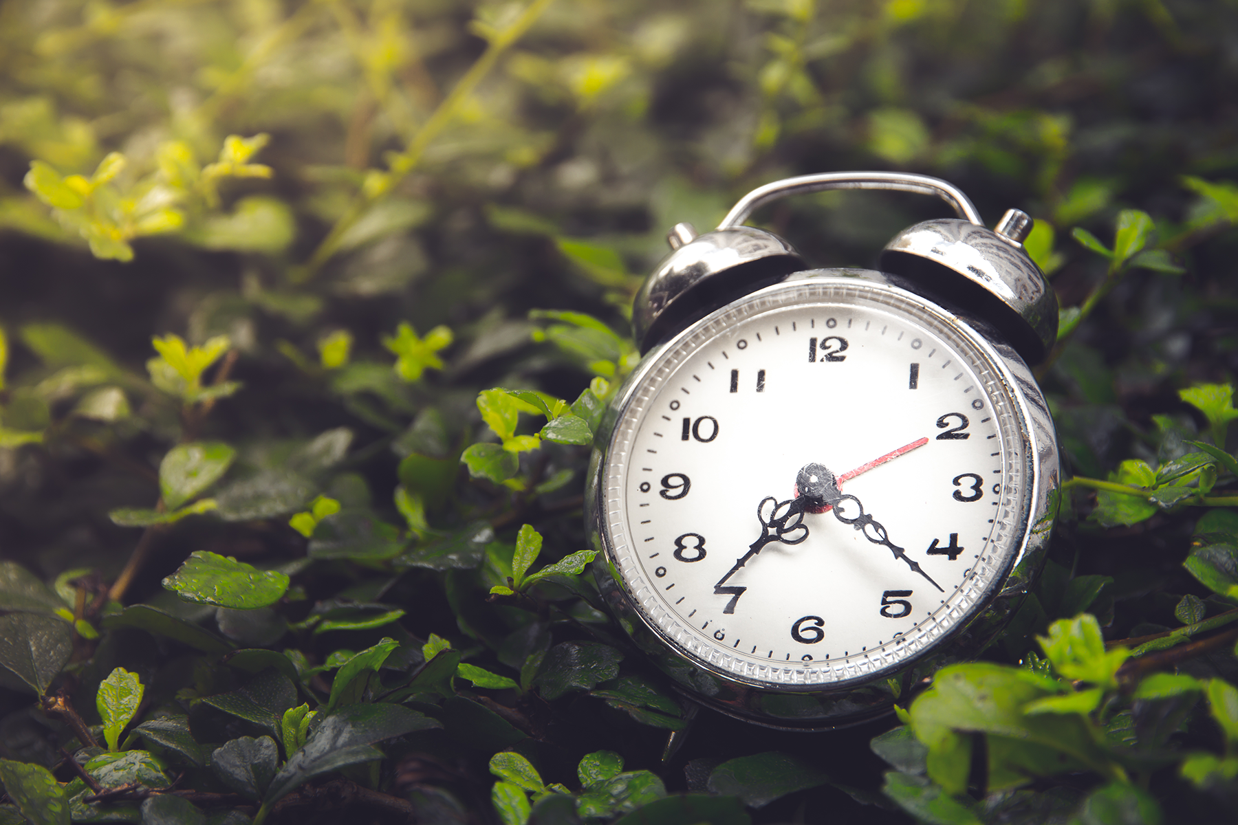 Plants can be larks or night owls just like us