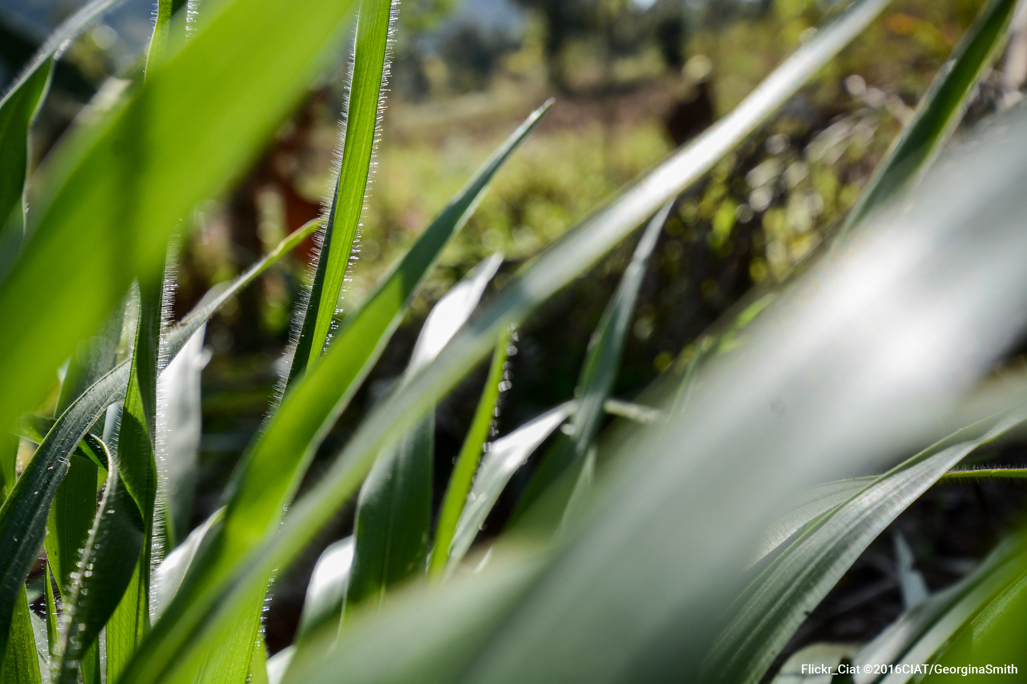 How does this “orphan crop” tolerate toxic aluminium? How does this “orphan crop” tolerate toxic aluminium?