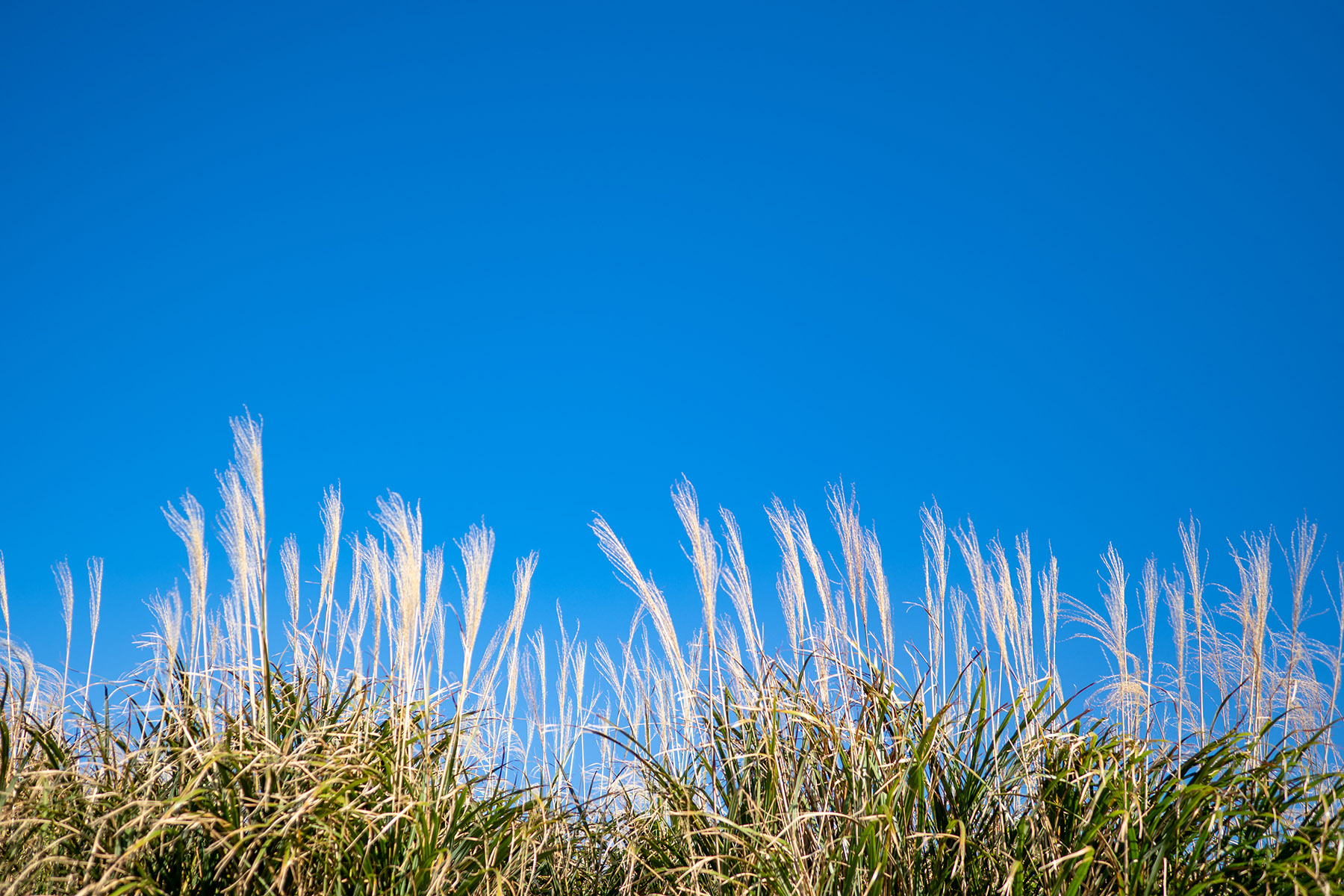 ‘Keep off the grass’: the biofuel that could help us achieve net zero