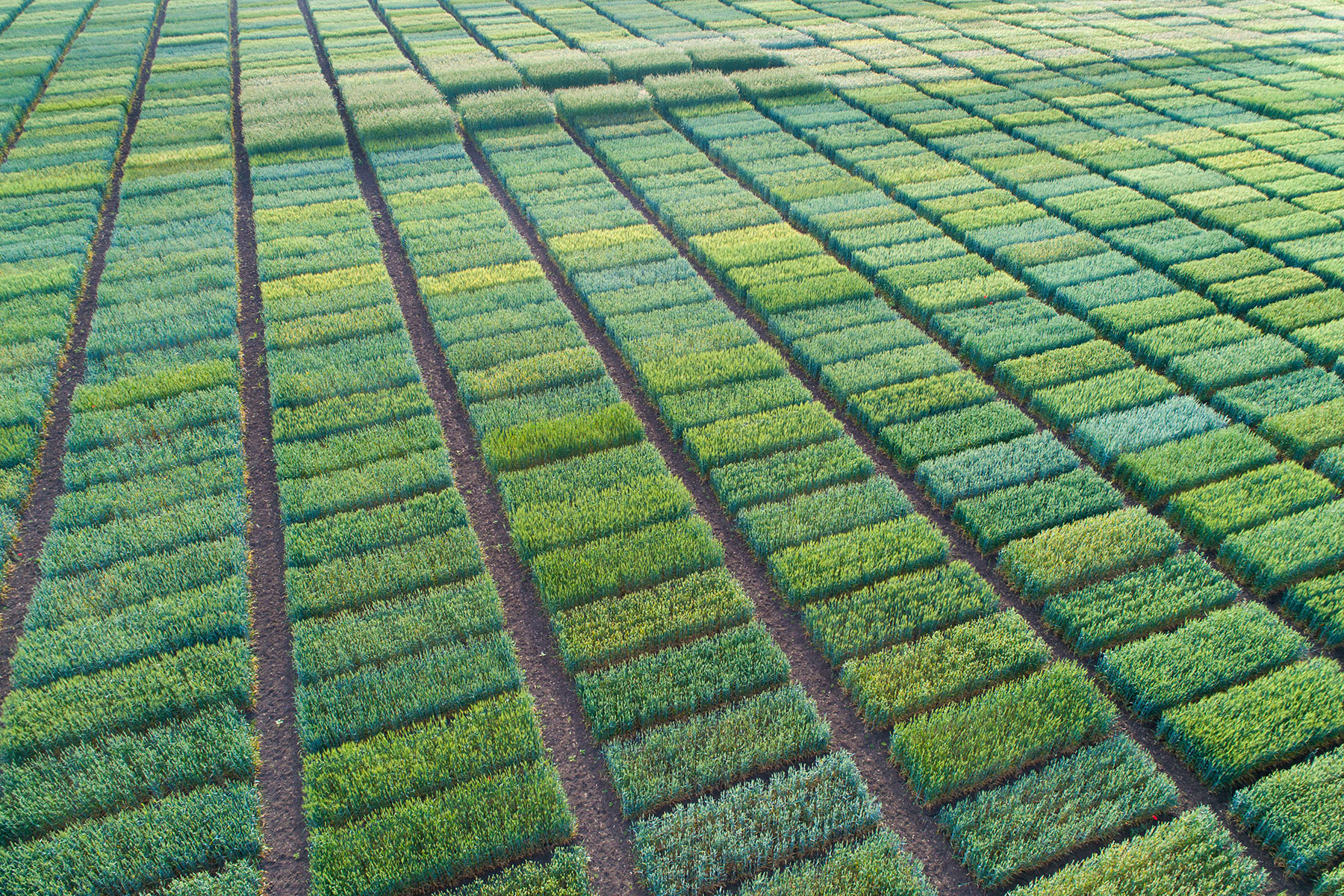 New legislation granted to progress plant gene editing in UK New legislation granted to progress plant gene editing in UK