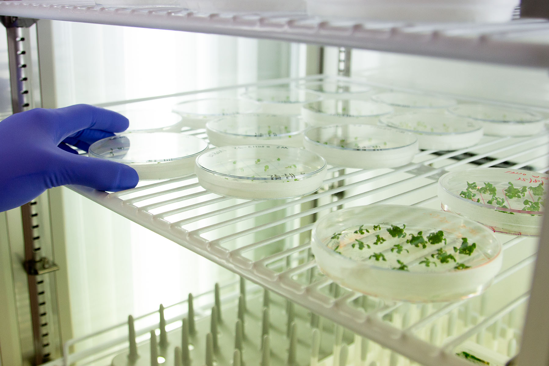 ‘Unlocking power of gene editing to protect the natural environment’ - the Earlham Institute comments ‘Unlocking power of gene editing to protect the natural environment’ - the Earlham Institute comments