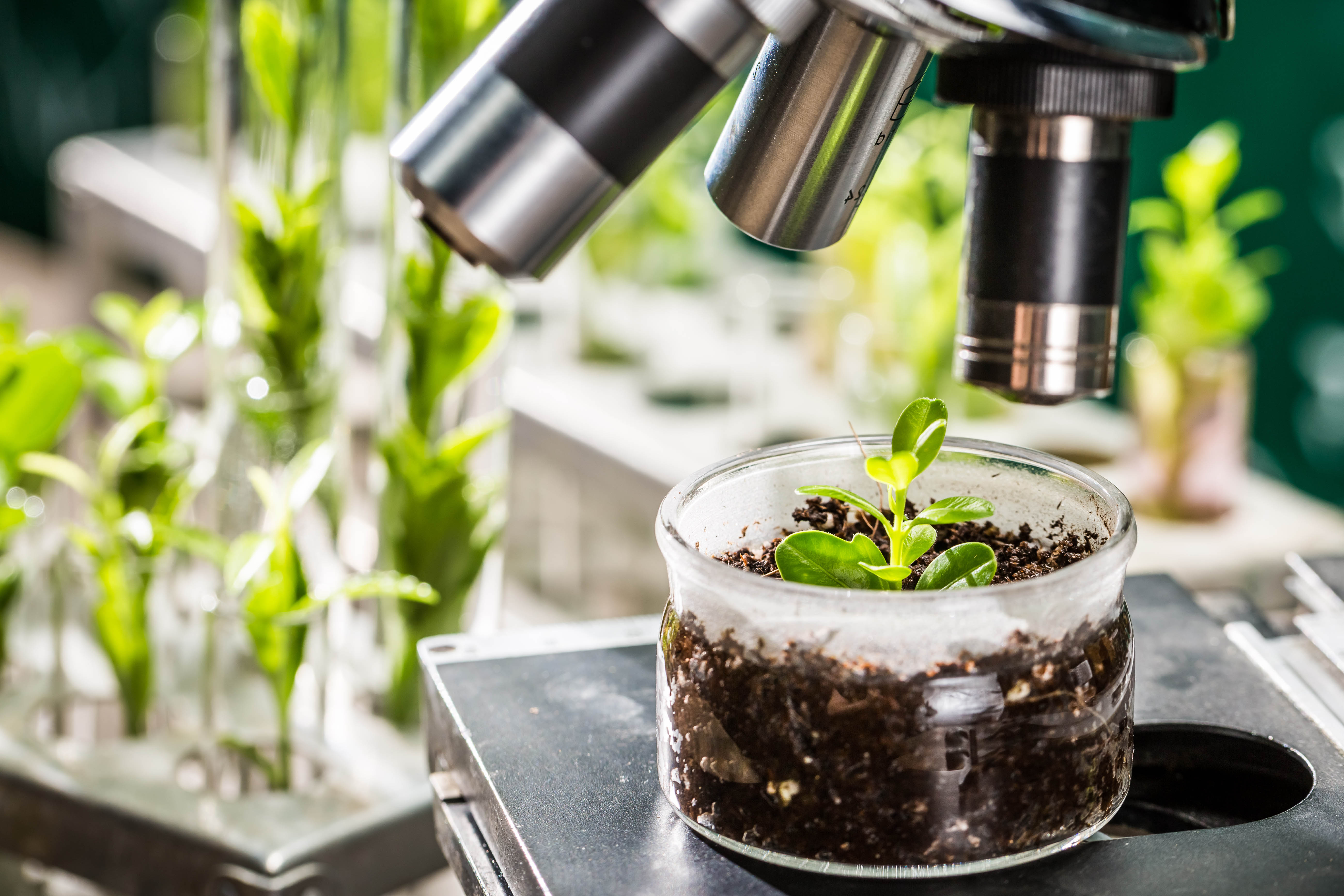 New John Innes Foundation PhD Fellowships will tackle globally important issues New John Innes Foundation PhD Fellowships will tackle globally important issues