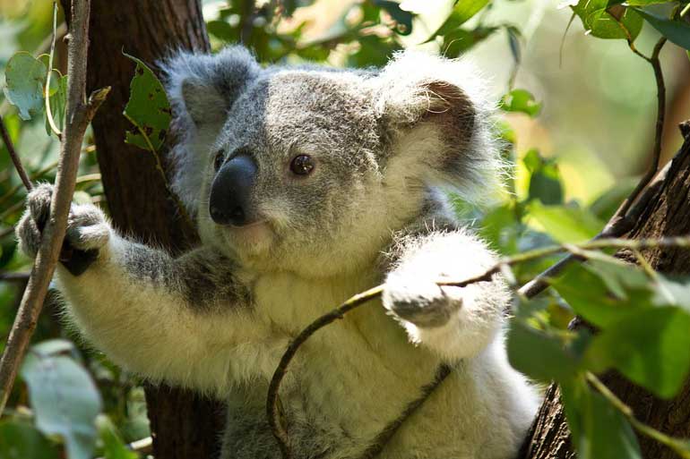 Koala genome cracked Down Under to help save species Koala genome cracked Down Under to help save species