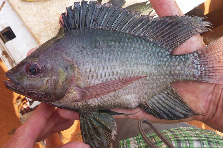 Invasive species threat to newly discovered native tilapia biodiversity