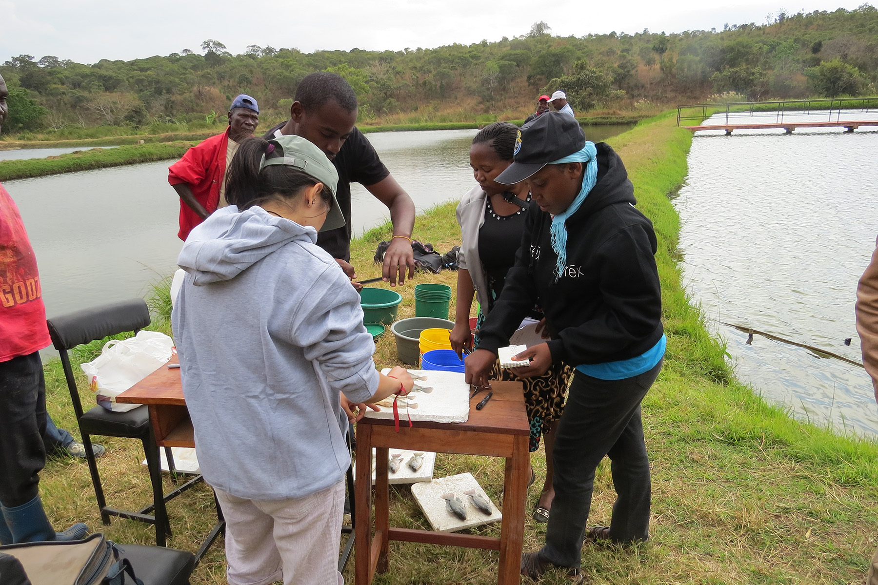 New bioinformatics tool spots hybrid fish that threaten the survival of natural tilapia populations in aquaculture New bioinformatics tool spots hybrid fish that threaten the survival of natural tilapia populations in aquaculture