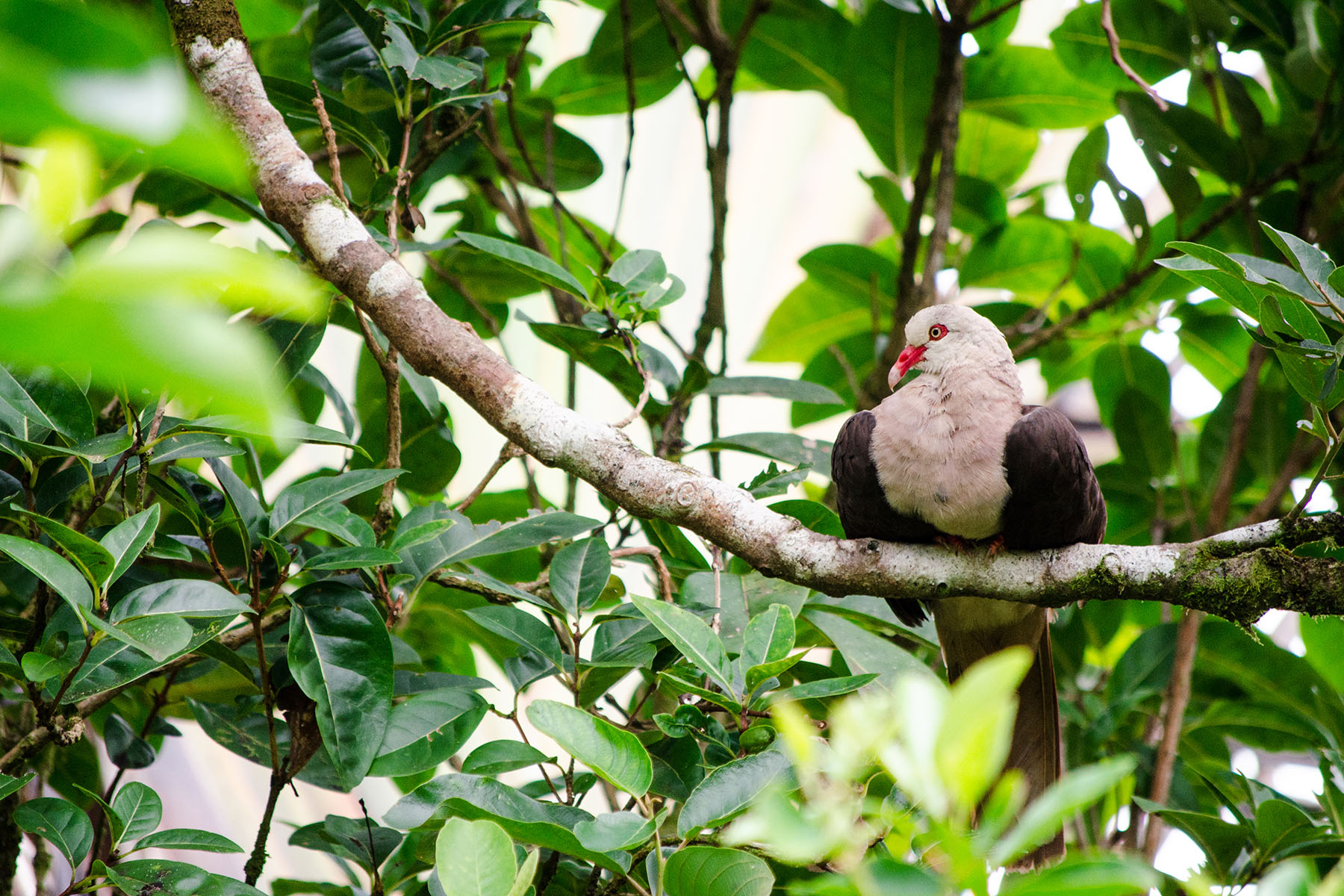 Not all looks rosy for the pink pigeon Not all looks rosy for the pink pigeon