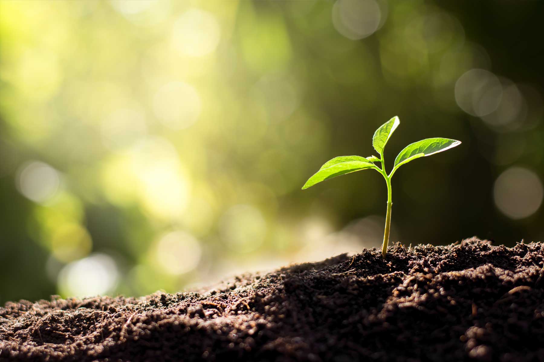 EI’s synthetic biology team rewrites the rules on plant gene expression EI’s synthetic biology team rewrites the rules on plant gene expression