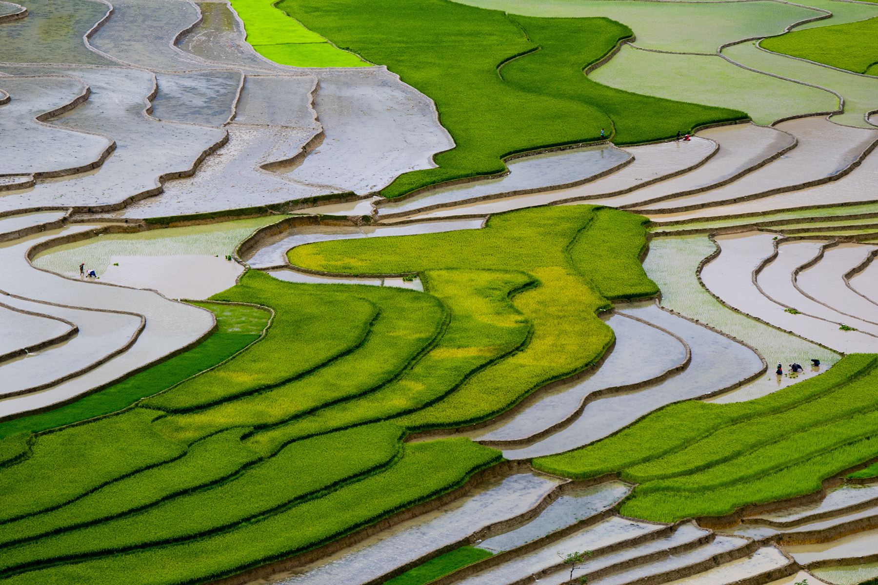 Untapped Rice Varieties Could Sustain Crop Supplies in Face of Climate Change