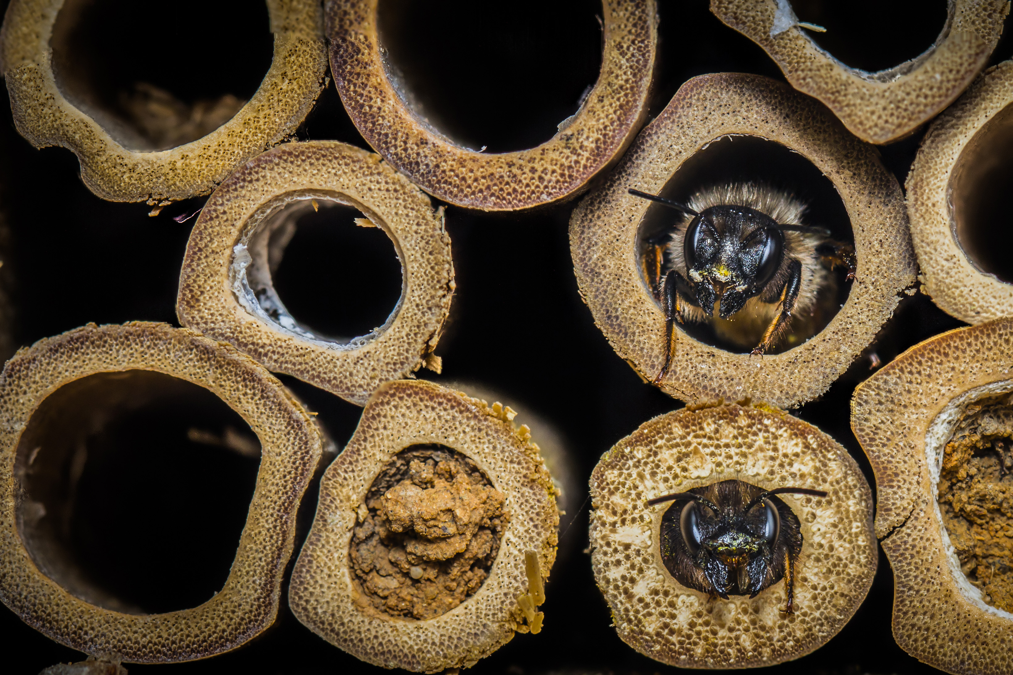 10 Pollinators you never knew were crucial for your 5-A-Day, chocolate, and tequila!