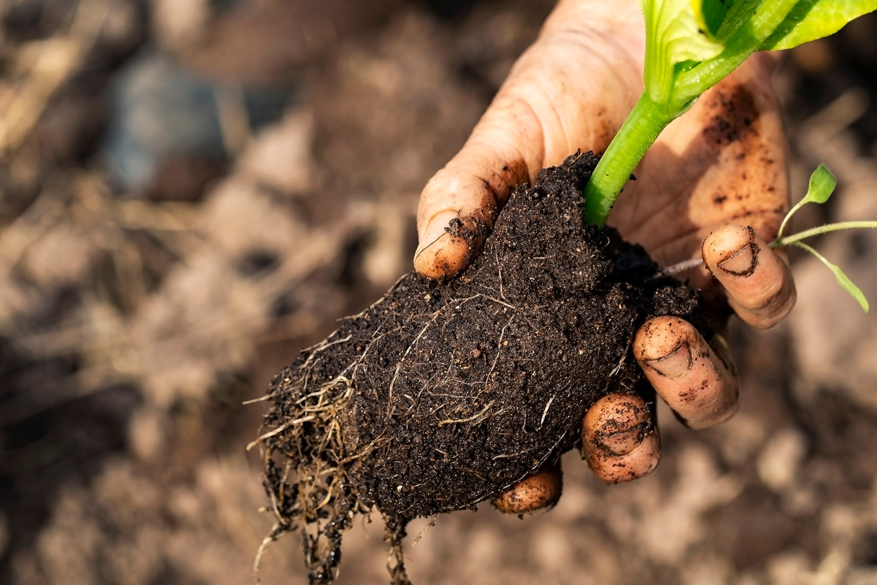 Healthy soil is important, but what does it look like?