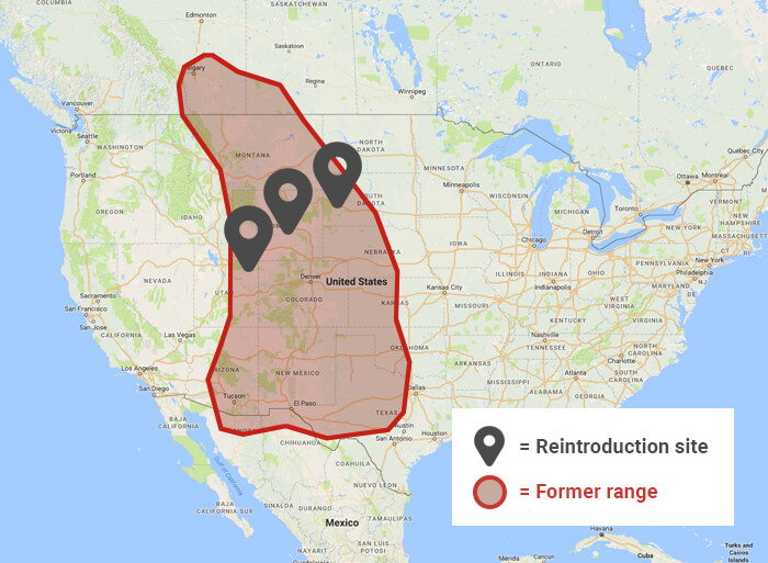 Black-footed ferret range Black-footed ferret range across North America
