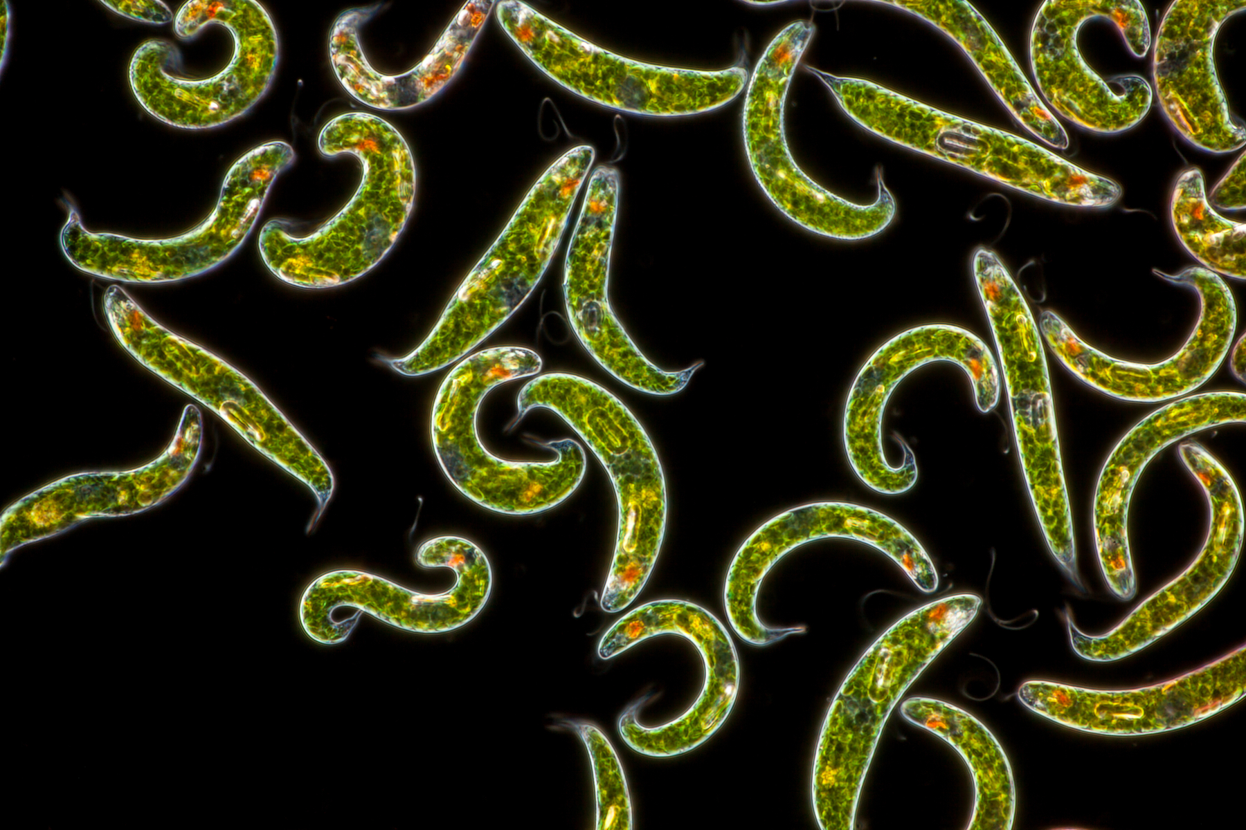 Euglena Gracilis Earlham Institute Euglena Gracilis Earlham Institute