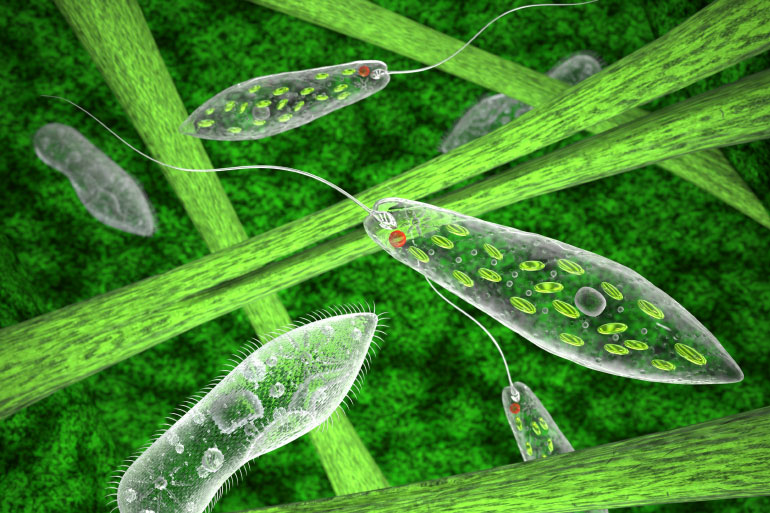 Biology's dark matter is comprised of many millions of species of protists such as euglena Biology's dark matter is comprised of many millions of species of protists such as euglena