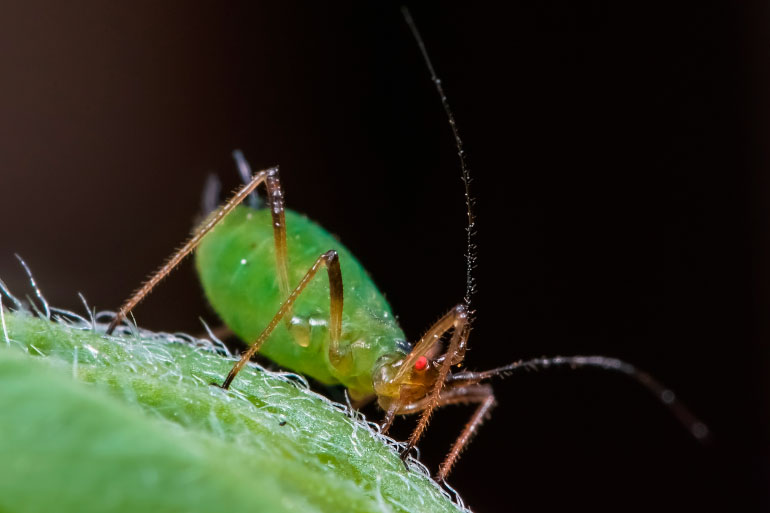 Green peach aphid Green peach aphid