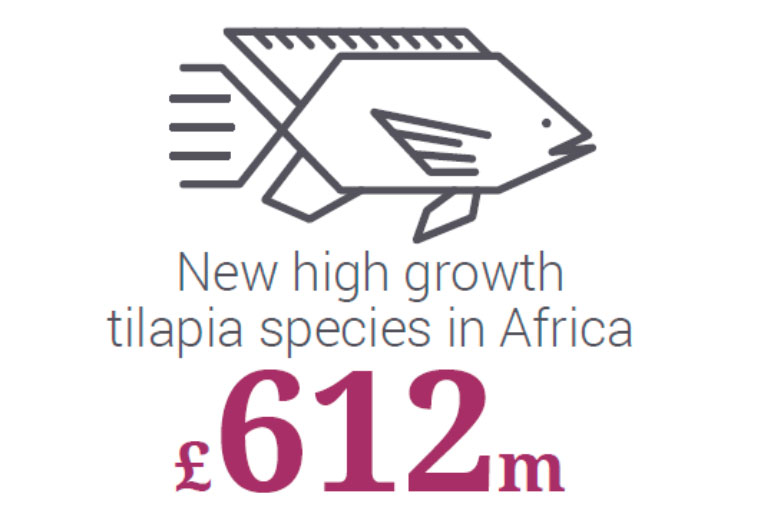 Nile tilapia Nile Tilapia