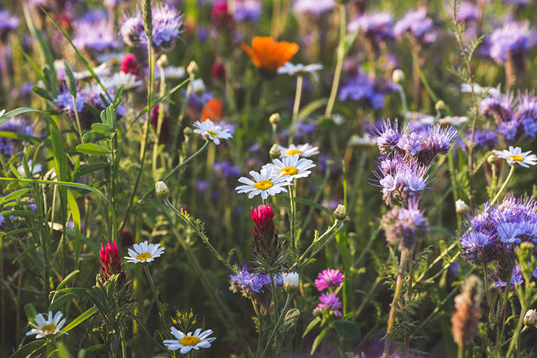 Image of a wildflower meadow Image of a wildflower meadow