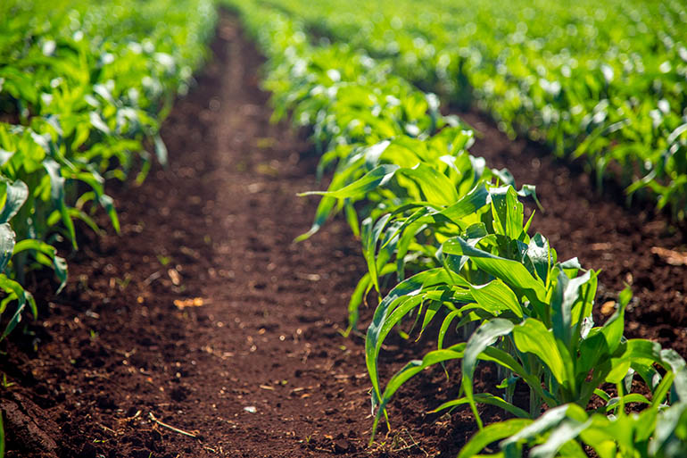 Image of bright green plants growing in a straight line on a field with dark brown soil