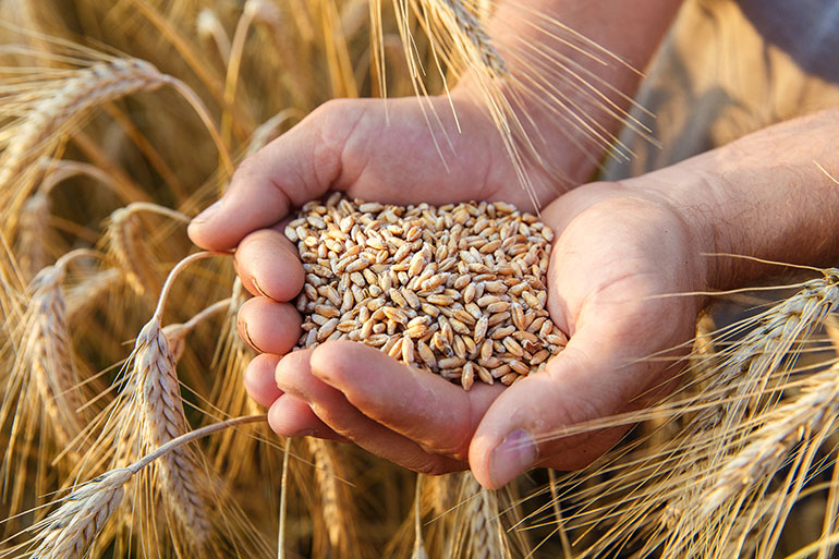 Image of a farmer holding wheat grain Image of a farmer holding wheat grain