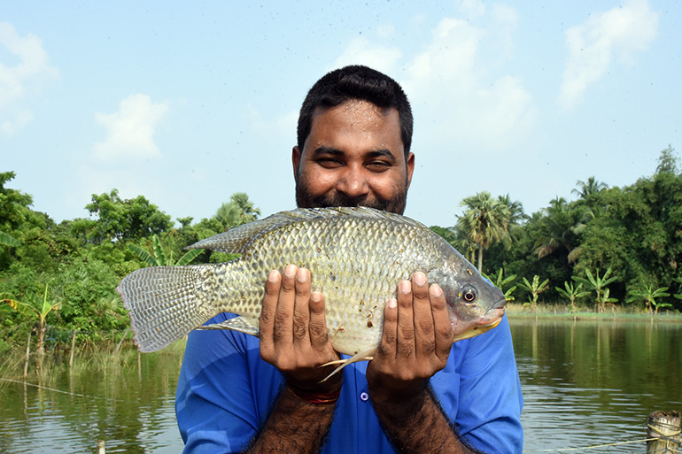 Tilapia is one of the most important farmed fish worldwide Image shows recently a collection of recently caught fresh tilapia laying on their sides.