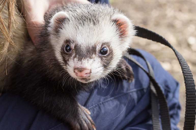 Domestic ferret Domestic ferret