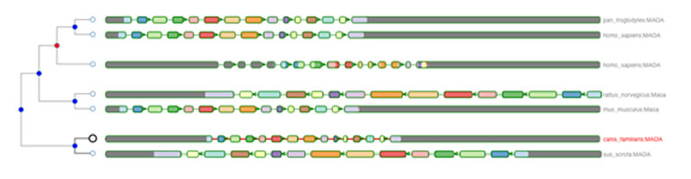 Aequatus gene tree visualisation Aequatus gene tree visualisation