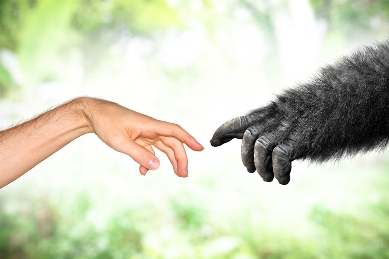 Many human genes have high synteny with mammals, from chimpanzees to mice Many human genes have high synteny with mammals, from chimpanzees to mice